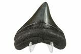 Posterior Megalodon Tooth - South Carolina #130785-1